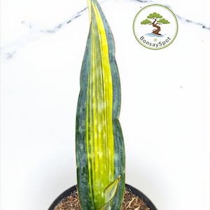 Könnte beinhalten: Ein einzelnes Blatt der Sansevieria, mit einem leuchtend gelben Mittelstreifen und dunkelgrünen Rändern, in einem schwarzen Topf. Das Blatt steht aufrecht. Das BonsaySpot-Logo ist im Hintergrund sichtbar.