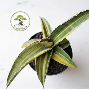 Könnte beinhalten: Draufsicht auf eine Sansevieria-Pflanze in einem schwarzen Topf. Die Pflanze hat lange, grüne Blätter mit gelben Streifen und weißen Rändern. Der Topf steht auf einer weißen Oberfläche. Das BonsaiSpot-Logo befindet sich in der oberen linken Ecke.