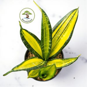 sansevieria futura superba benefits 50