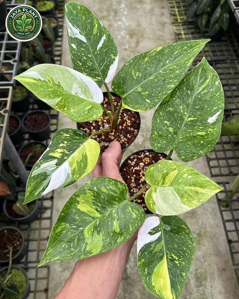philodendron yellow leaves Philodendron Yellow Congo Variegated