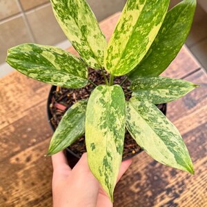 Aglaonema Simplex Variegada - Planta de interior y exterior Arácea Tropical Planta de Interior Nueva Planta