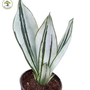 pflanzen strelitzia Papageienblume 'Strelitzia Nicolai' main image 0