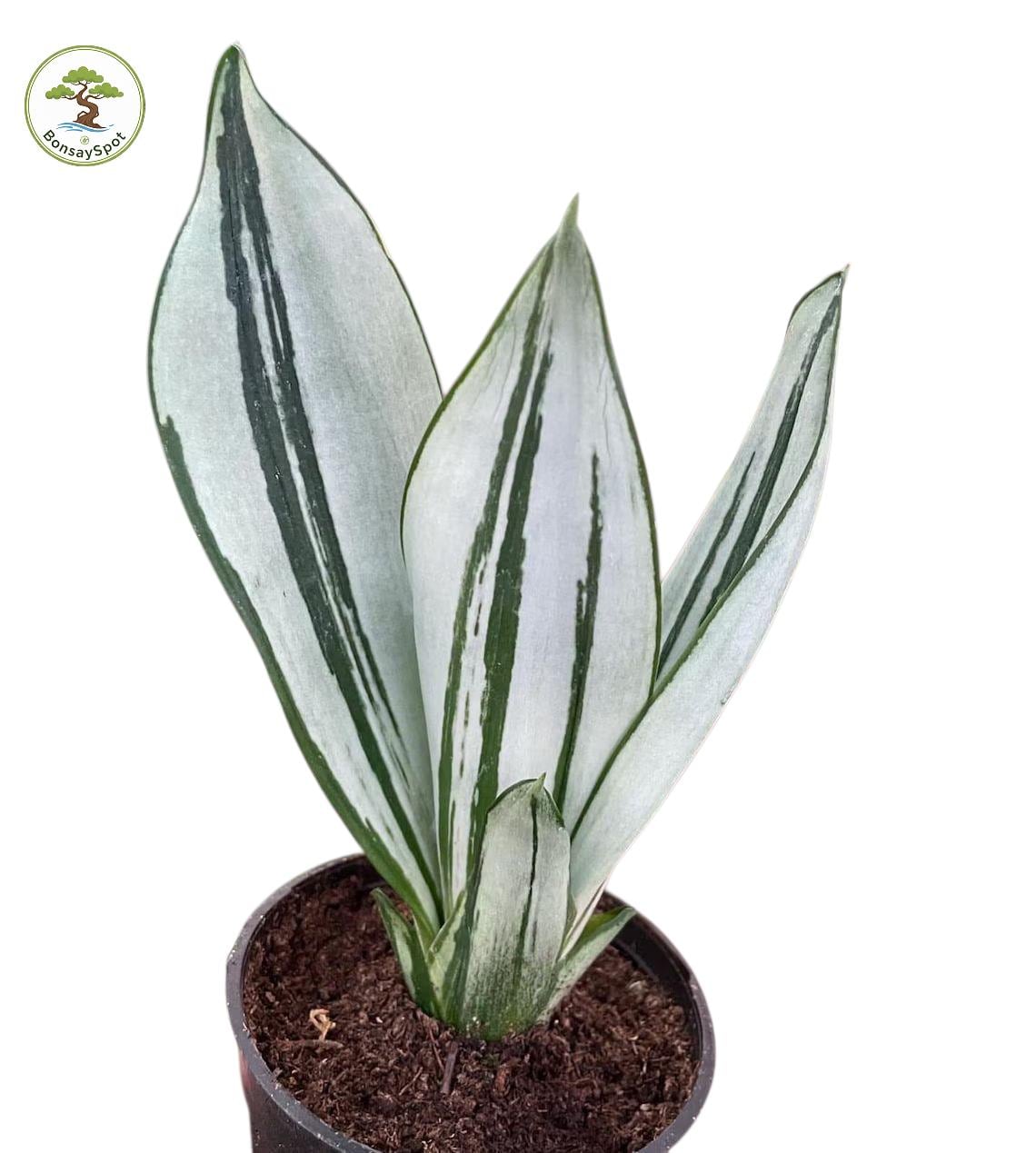 Sansevieria Moonshine Brazilian Unique Plant Snake House Plant - Etsy