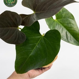 Anthurium modeanum - Etsy.de
