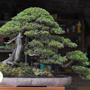 Op de afbeelding: Een zorgvuldig vervaardigde bonsai-boom met weelderig groen gebladerte en een verweerde stam. De boom is geplant in een ondiepe, ovaalvormige pot, die de kunst van de miniatuurboomteelt laat zien. Het BonsaiSpot-logo is zichtbaar.