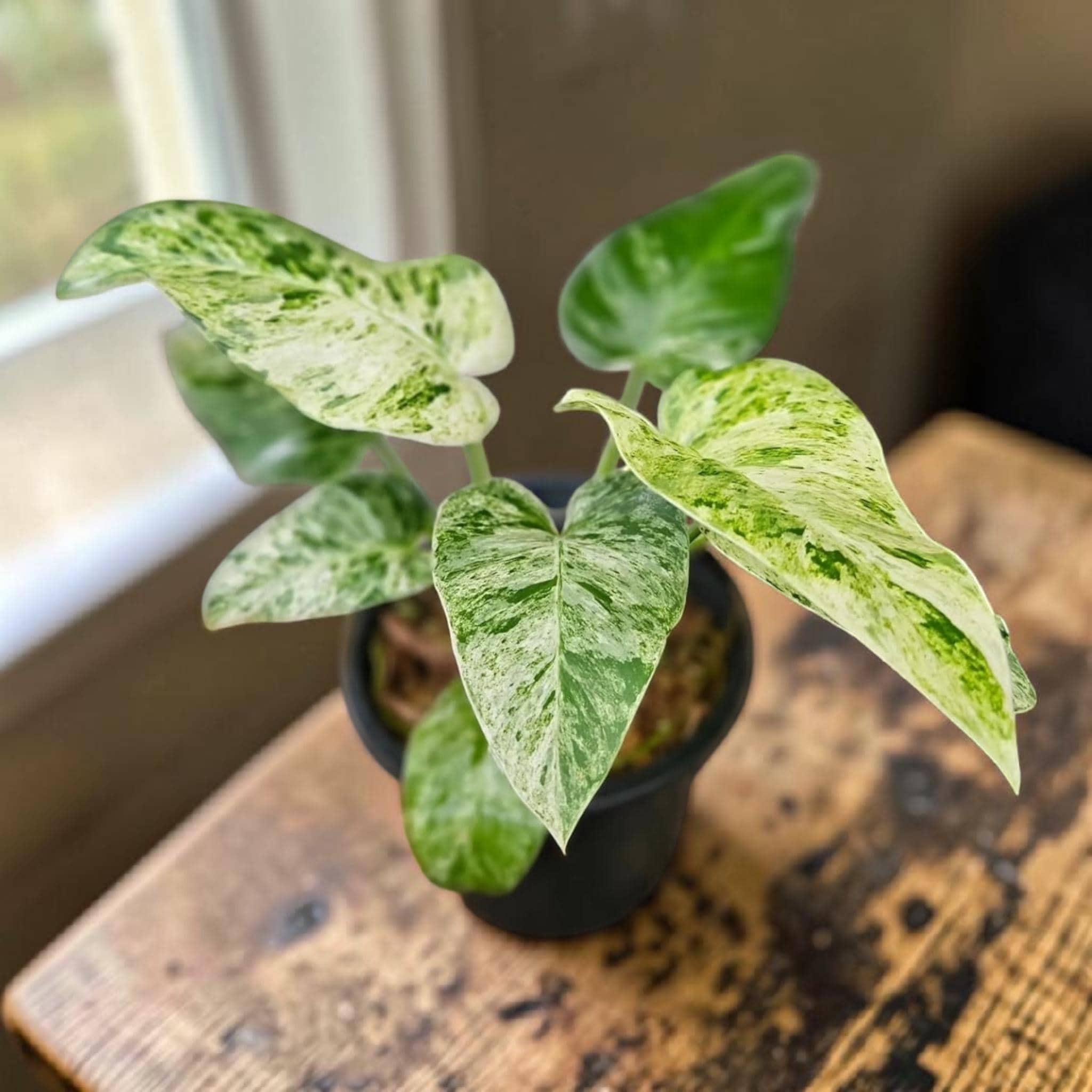 Whipple way philodendron - Etsy 日本
