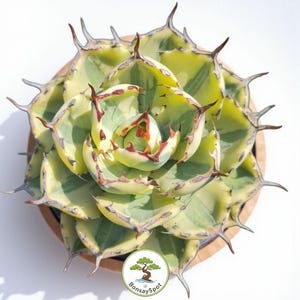 May include: A top-down view of a succulent plant in a wooden pot. The plant features green, yellow, and white variegated leaves with sharp, brown-tipped spines. The center of the plant has red accents. The pot has a BonsaySpot logo.