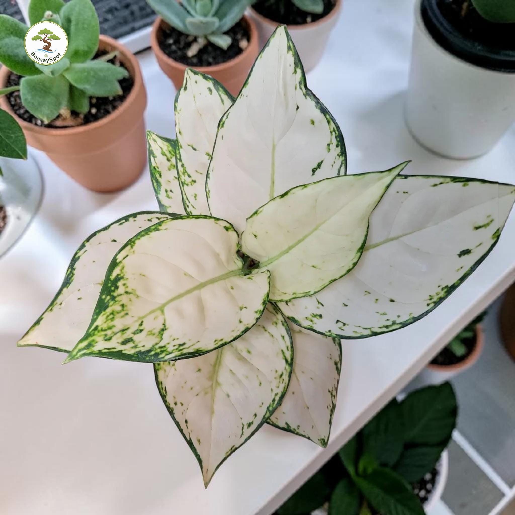 Super aglaonema - Etsy 日本