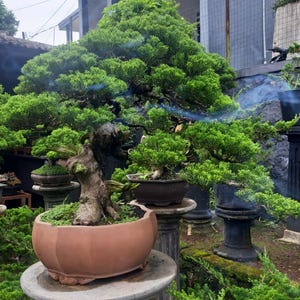Verklig Bonsai Juniperus Sargentii | Kinesisk verklig bild STOR storlek
