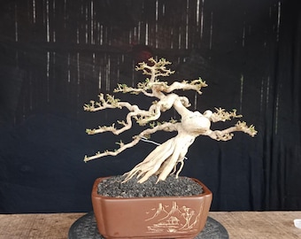 Árbol bonsái Premna Micropylla real/bonsái de interior