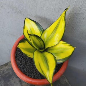 May include: A potted snake plant with vibrant yellow and green leaves. The plant is in a terracotta-colored pot filled with dark soil. The leaves have a striking pattern, adding a touch of nature to any space.