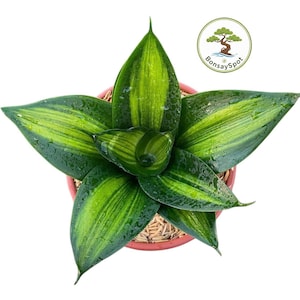 Puede incluir: Vista superior de una planta de serpiente en maceta. Las hojas verdes y amarillas a rayas tienen gotas de agua. El logotipo de BonsaiSpot está en la esquina superior derecha. Una planta de interior popular.