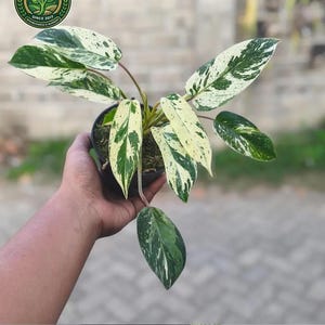 black philodendron Philodendron Black Cardinal No.2 Variegated main image 1