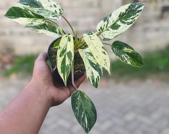 Philodendron Smaragd Eis bunte seltene Zierpflanze