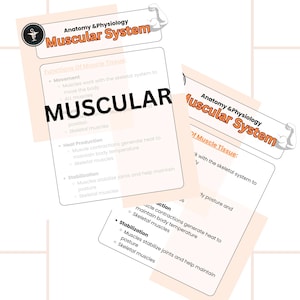 Musculoskeletal System – Anatomy & Physiology Digital Study Guide (27 Pages, PDF Download)