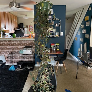 Puede incluir: Una planta colgante con hojas verdes y marrones cae del techo y sobre una silla negra en una sala de estar. La planta está en una maceta verde y cuelga de un cordón verde. La silla está frente a una pared de ladrillo y una jaula de perro negra. Hay placas de matrícula en la pared detrás de la silla.