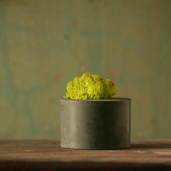 Concrete . Moss . Vessel