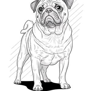 K&ouml;nnte beinhalten: Schwarz-Wei&szlig;-Illustration eines stehenden Mopses. Die Zeichnung zeigt den Hund mit detaillierten Linien, die seine Falten und Merkmale hervorheben. Der Text "Pug / Carlino" befindet sich unten.