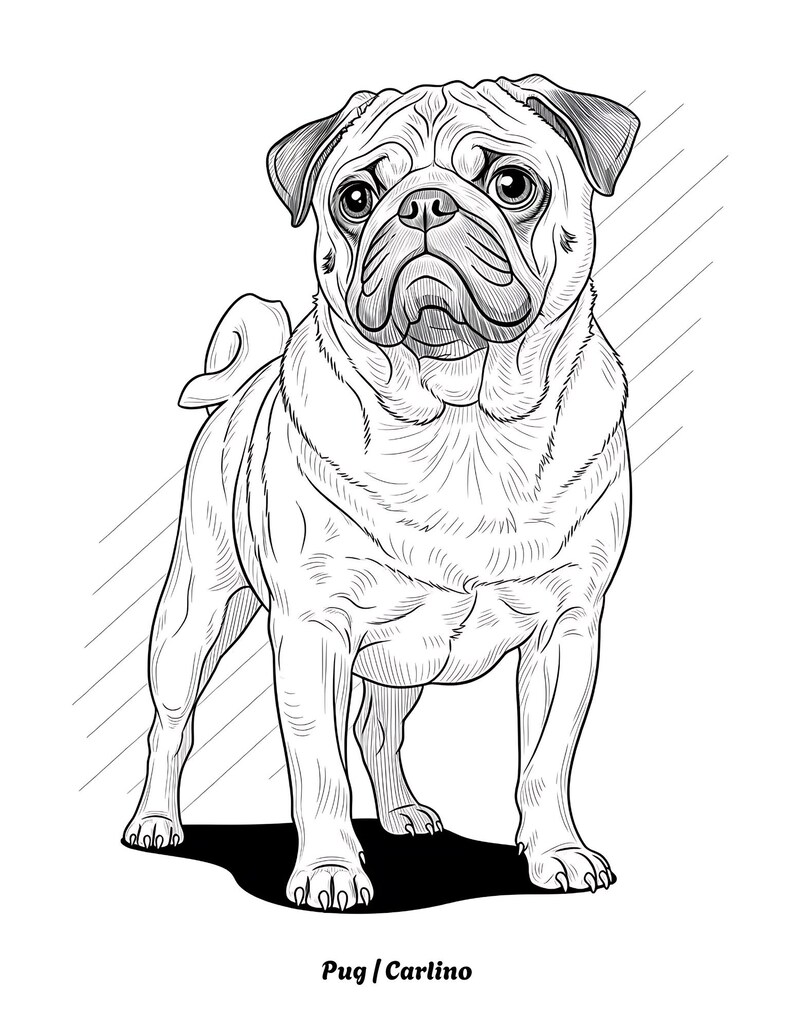 K&ouml;nnte beinhalten: Schwarz-Wei&szlig;-Illustration eines stehenden Mopses. Die Zeichnung zeigt den Hund mit detaillierten Linien, die seine Falten und Merkmale hervorheben. Der Text "Pug / Carlino" befindet sich unten.