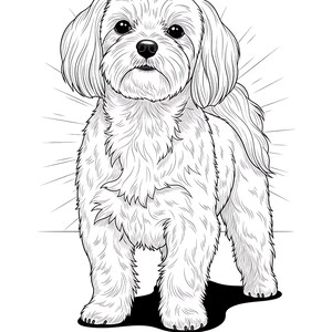 K&ouml;nnte beinhalten: Schwarz-Wei&szlig;-Illustration eines Malteserhundes. Der Hund hat langes, flie&szlig;endes Fell und ein flauschiges Aussehen. Das Wort "Malt&eacute;s" steht in einer stilisierten Schrift darunter.