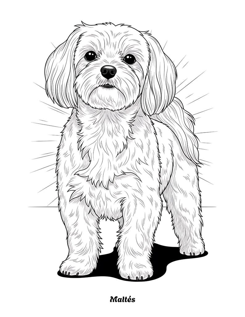 K&ouml;nnte beinhalten: Schwarz-Wei&szlig;-Illustration eines Malteserhundes. Der Hund hat langes, flie&szlig;endes Fell und ein flauschiges Aussehen. Das Wort "Malt&eacute;s" steht in einer stilisierten Schrift darunter.