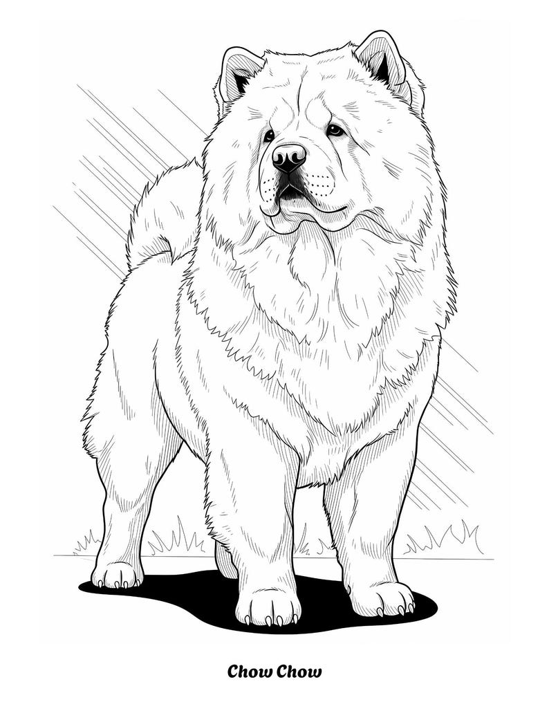 K&ouml;nnte beinhalten: Schwarz-Wei&szlig;-Illustration eines Chow Chow-Hundes im Stehen, nach vorne gerichtet. Der Hund hat ein dickes, flauschiges Fell und ein faltiges Gesicht. Der Text "Chow Chow" befindet sich am unteren Rand des Bildes.