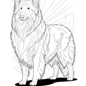K&ouml;nnte beinhalten: Schwarz-wei&szlig;e Strichzeichnung eines Collie-Hundes, der steht und seinen Kopf leicht nach links gedreht hat. Der Hund hat langes, flie&szlig;endes Fell und ist unten mit "Collie de pelo largo (Lassie)" beschriftet.