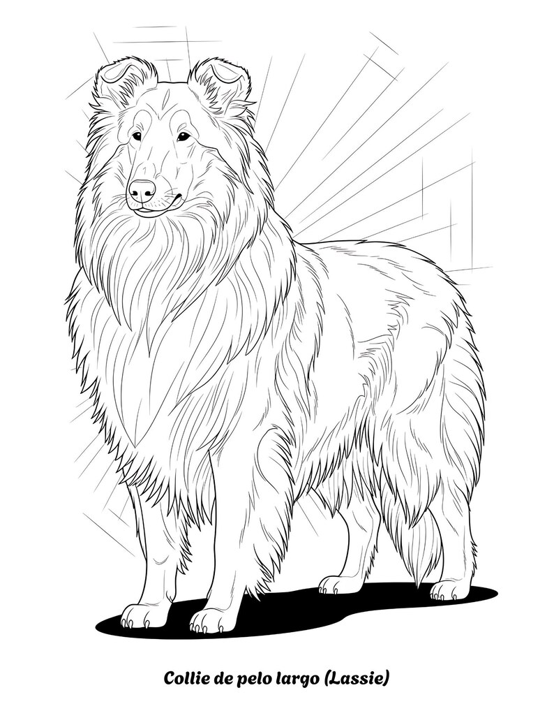 K&ouml;nnte beinhalten: Schwarz-wei&szlig;e Strichzeichnung eines Collie-Hundes, der steht und seinen Kopf leicht nach links gedreht hat. Der Hund hat langes, flie&szlig;endes Fell und ist unten mit "Collie de pelo largo (Lassie)" beschriftet.