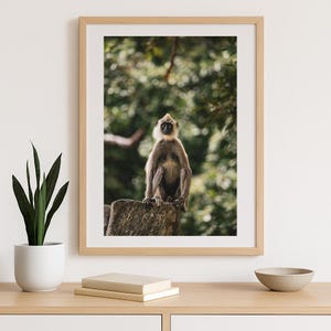Puede incluir: Fotografía enmarcada que presenta un mono langur gris posado sobre una piedra. El mono tiene la cara de color claro y se encuentra sobre un fondo verde borroso de follaje. El marco es de color madera clara.