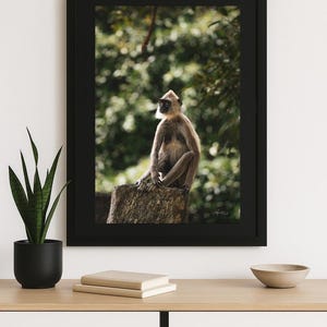 Puede incluir: Impresión enmarcada de un mono Langur sentado en un tocón de árbol. El mono tiene pelaje gris y barba blanca, sobre un fondo verde borroso. El marco negro se exhibe sobre una superficie de madera clara.