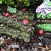 see more listings in the Fairy Garden  section