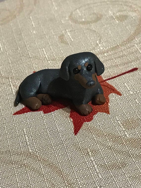 grey and tan dachshund