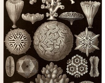 Hexacoralla-vintage style archival print