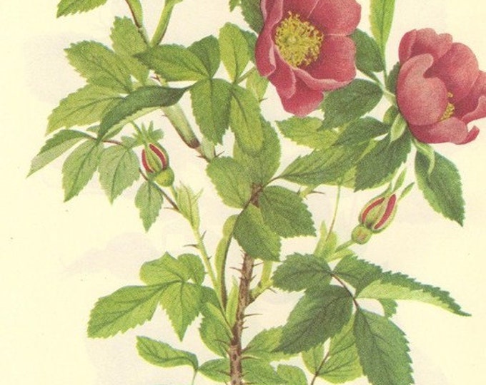 Vintage Botanical Print 1968 Color WILD ROSE Wild Flowers of America