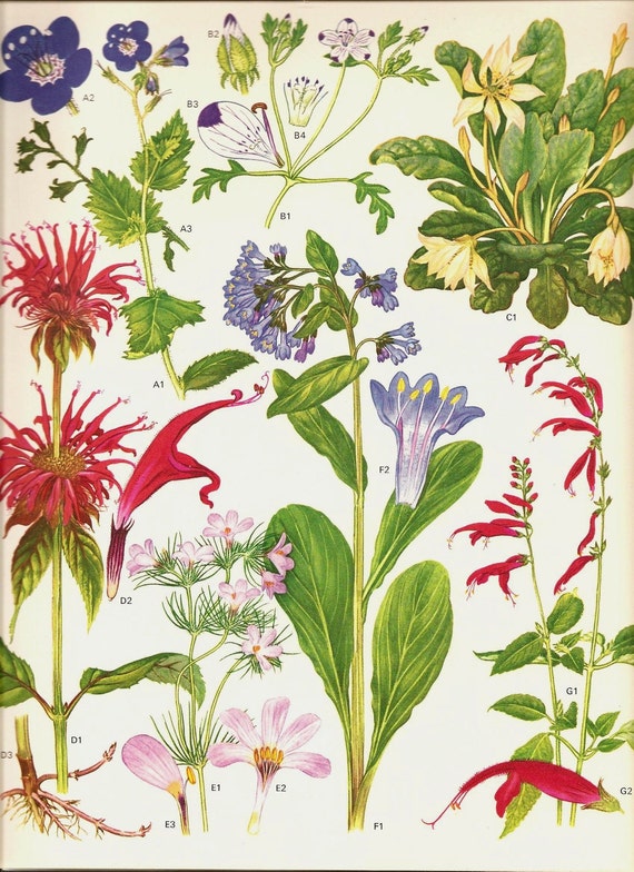 Vintage Botanical Print 1970 Art Wild Flowers Original Book - Etsy