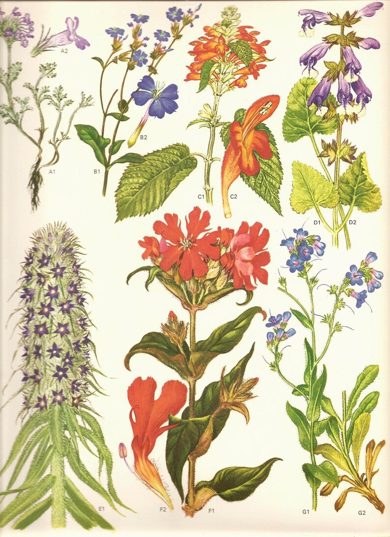 Vintage 1970 Art Print Wild Flowers Book Art Print 105 Etsy