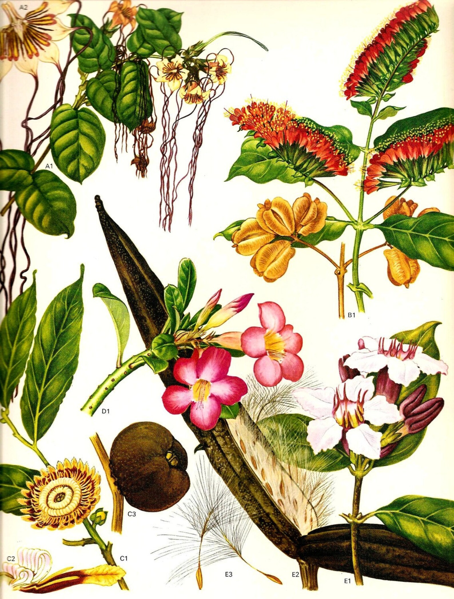 картинки ботаника. Citrus reticulata гербарий. картинки ботаника. пьер жозеф редуте ботанический атлас. Helleborus редуте.