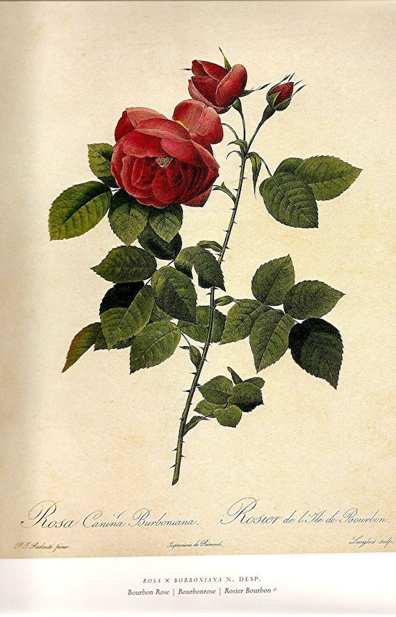 Redoute Roses Print 2007 Color Plate 195 196 Bourbon Rose In Etsy