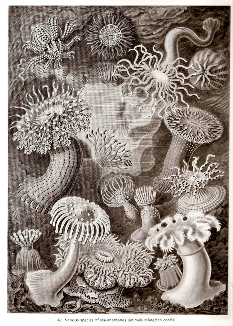 Ernst Haeckel SEA CORALS Art Print Vintage 1974 Book PLATE 49 Etsy