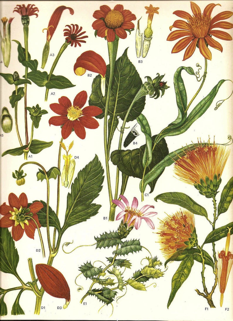 Vintage 1970 Color Art Print Wild Flowers Original Book PLATE Etsy