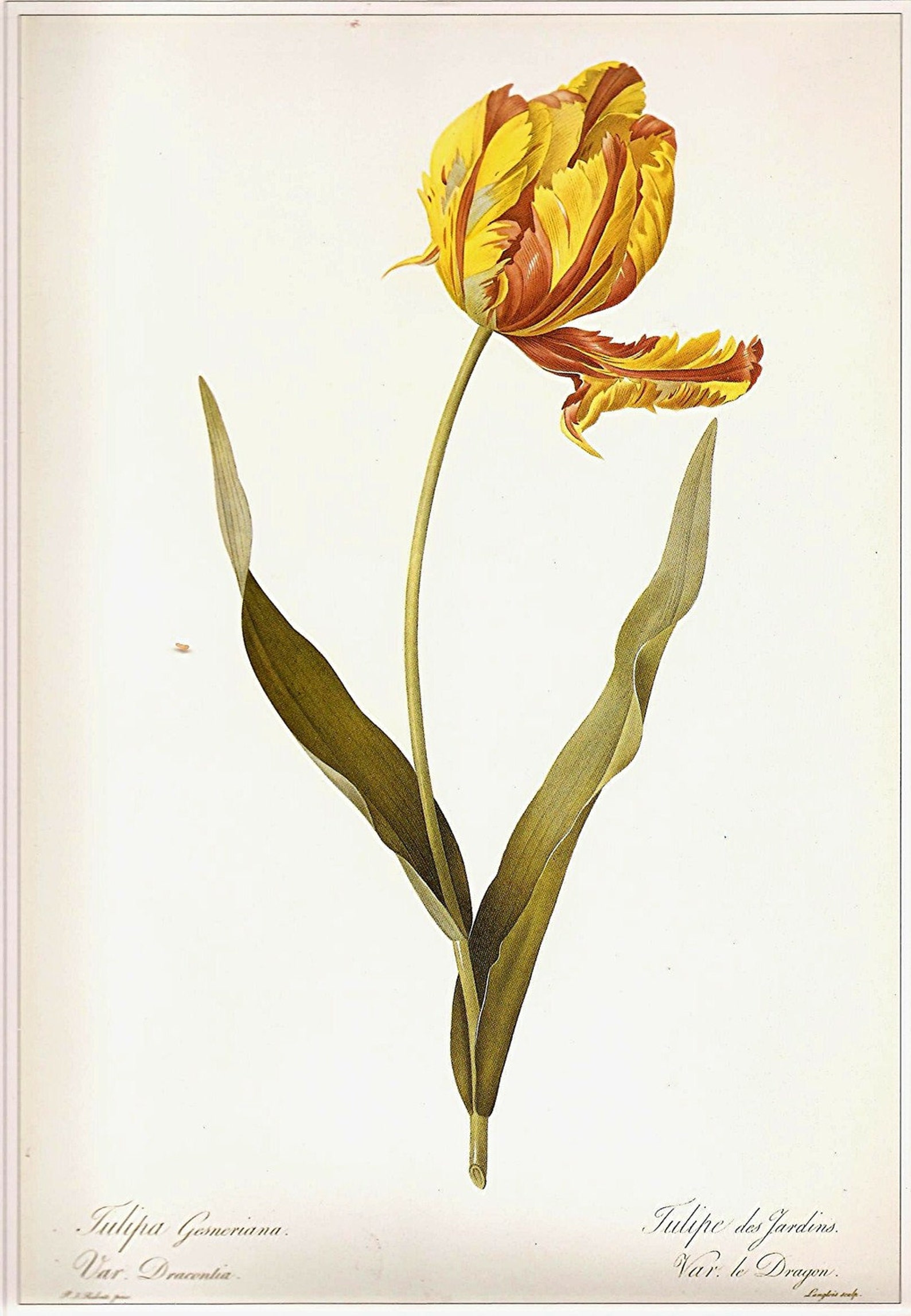 REDOUTE Botanical Tulip Print Vintage 1990 Art Original Book - Etsy