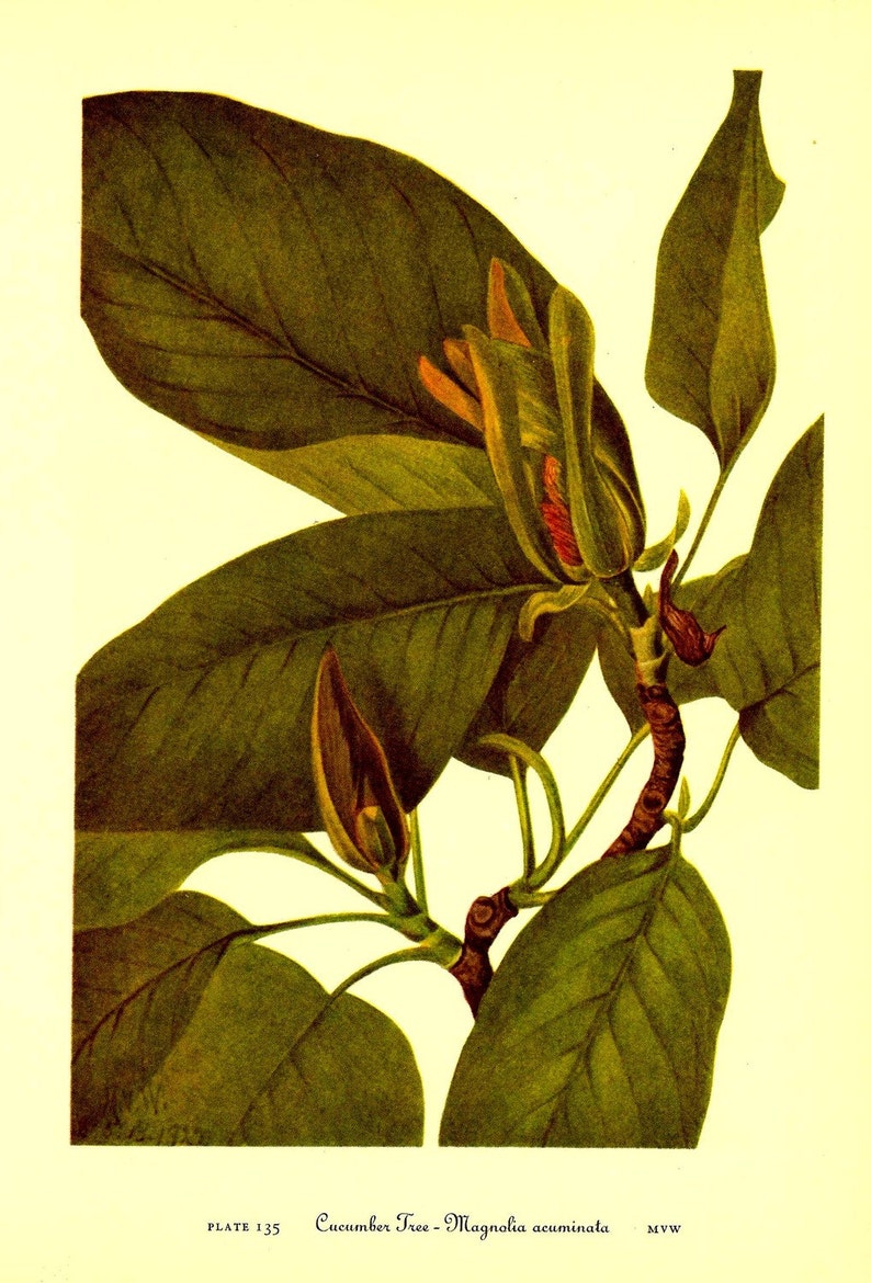 Vintage 1968 Color Print Wild Flowers of America Book PLATE Etsy