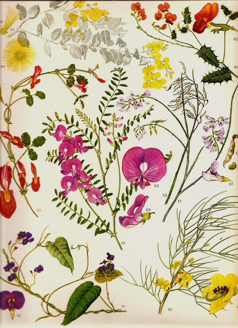 Vintage 1970 Color Art Print Wild Flowers Original Book PLATE Etsy