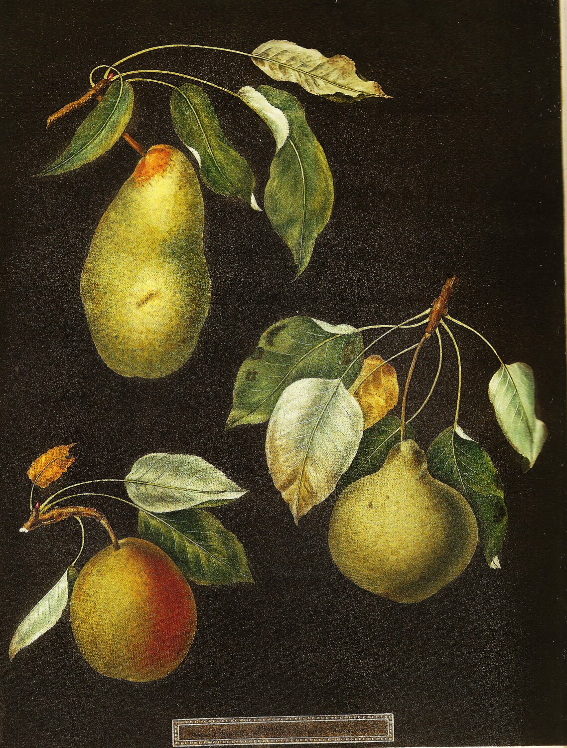 PEAR PRINT Color Art Print Original 2002 Book Plate 171 Etsy