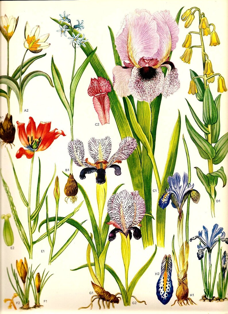 Vintage 1970 IRIS TULIP Color Art Print Mediterranean Wild | Etsy