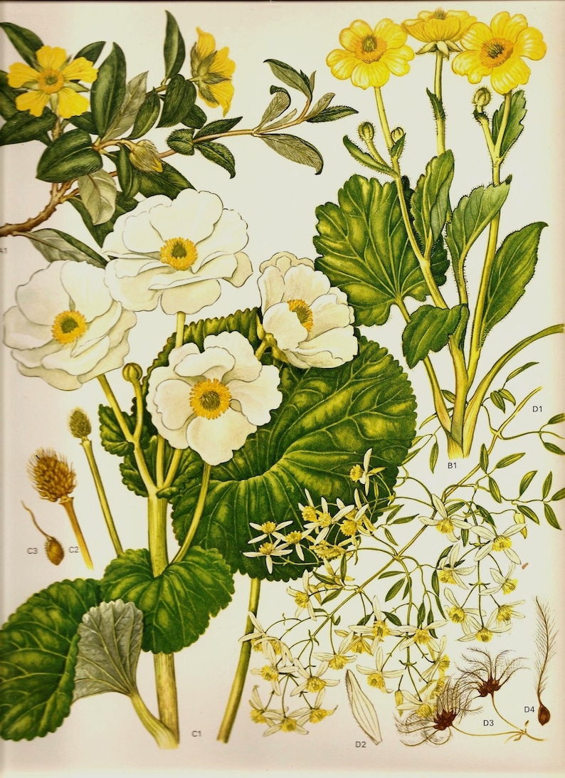 Vintage Botanical Print 1970 Color Art Print Wild Flowers Book | Etsy