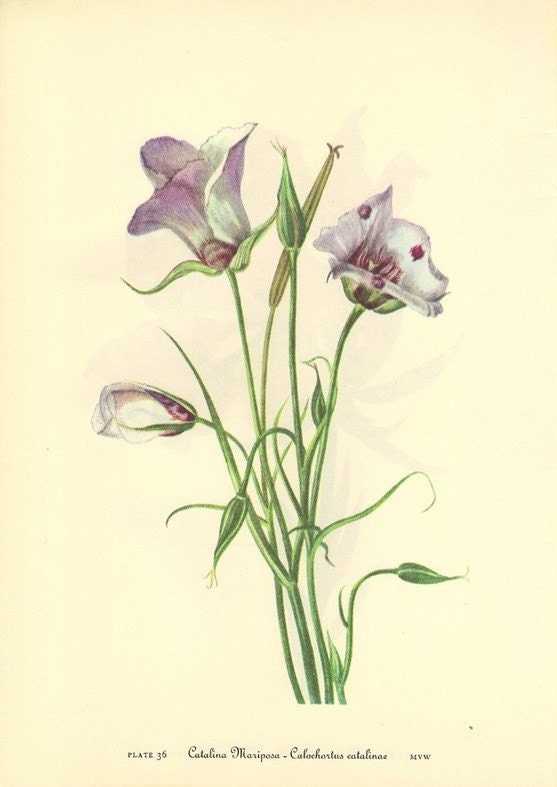 Vintage Botanical Print 1968 Lily Color Print Wild Flowers of | Etsy