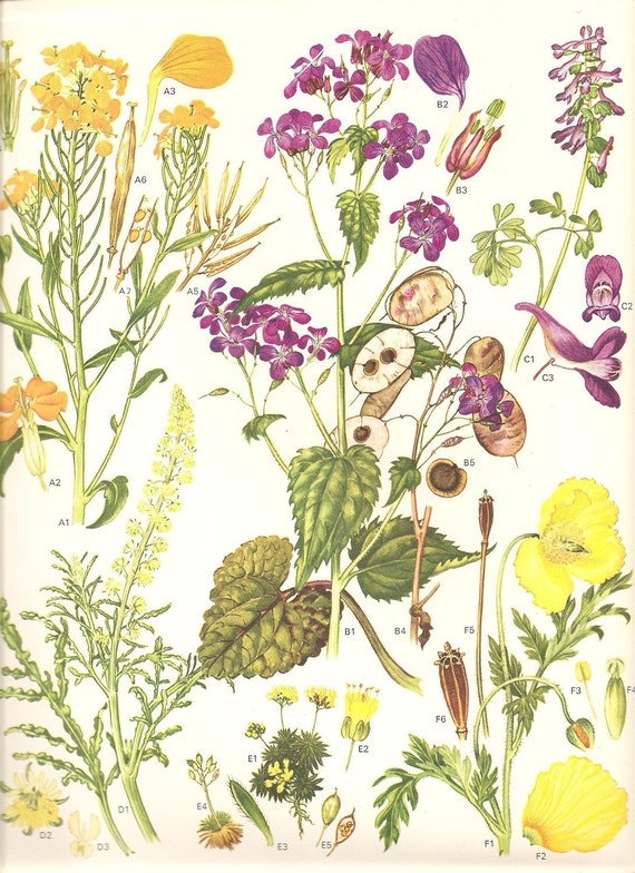 Vintage 1970 Color Art Print Wild Flowers Book PLATE 11 Yellow | Etsy