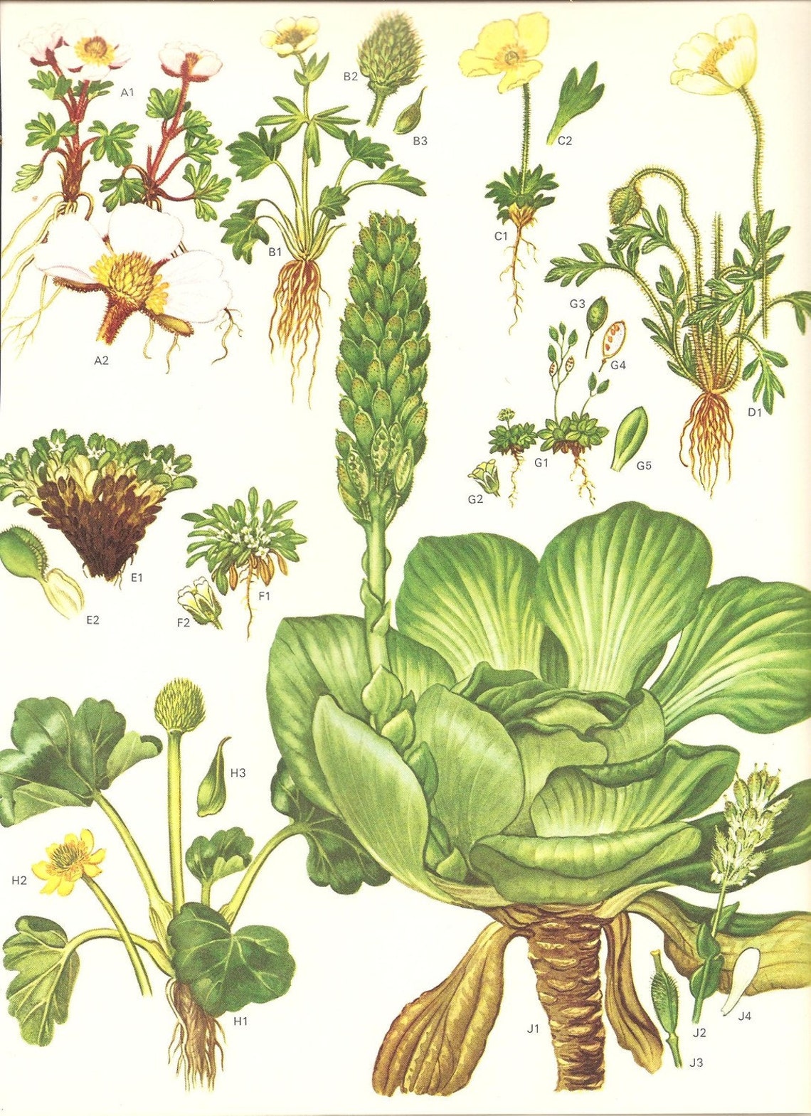 Vintage Green Cabbage Botanical Print 1970 Color Art Wild Etsy