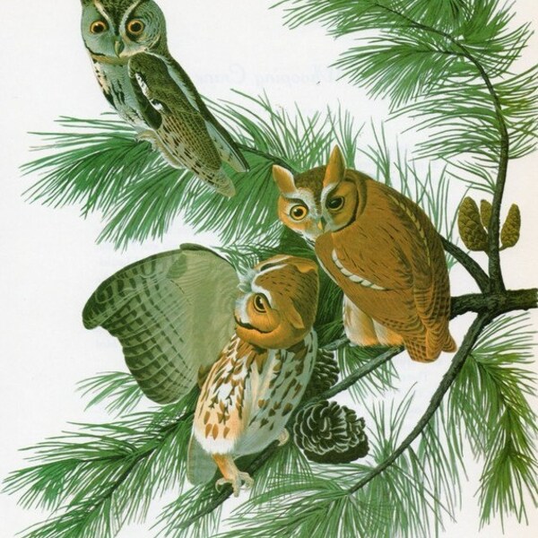 OWL Print Vintage Audubon  Birds of America Vintage 1979 Art Print Collectable Book PLATE 126 Screech Owl